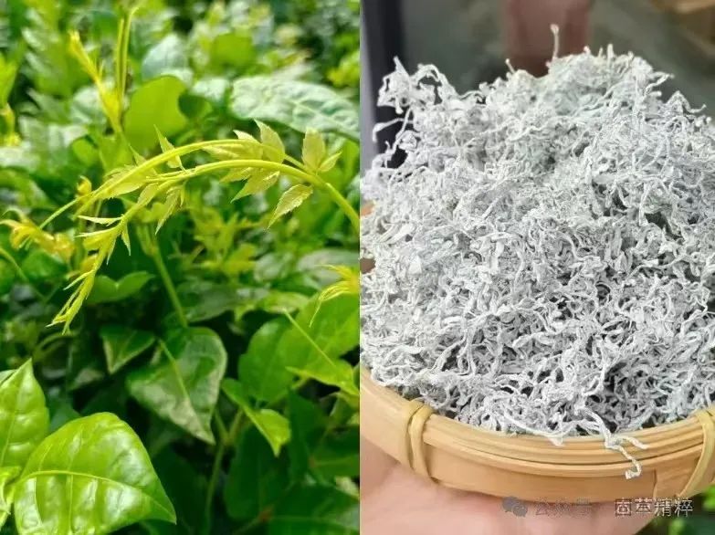 舌苔白厚发黄怎么调理_厚丽亚健康调理_宝宝舌苔黄厚怎么调理